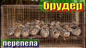 Брудер для перепелов своими руками 2