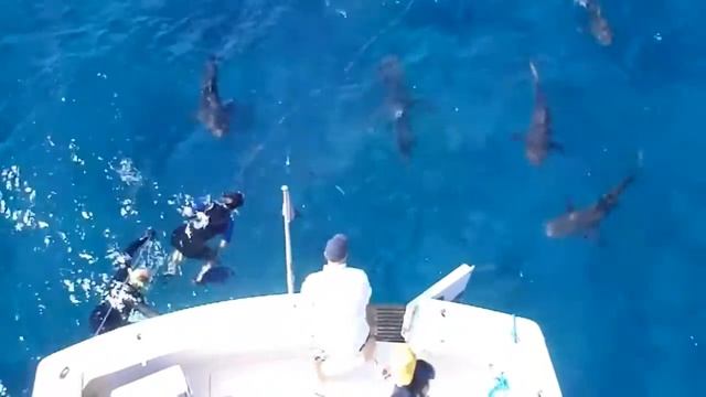 Chemical Shark Repellent Trial Bimini March 2013 смотреть онлайн