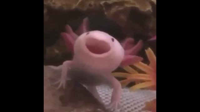 Аксолотоль