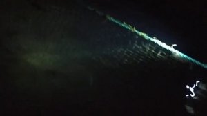 Как ловят черноморскую креветку.