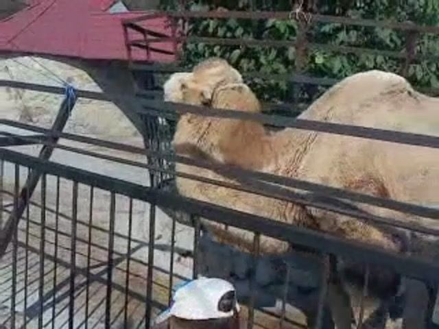 Ялта. Зоопарк. смотреть онлайн