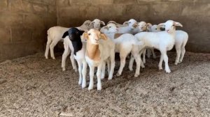 What is Spring_Signs of Spring for Kids