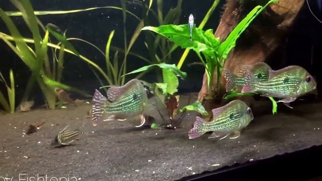 Geophagus Abalios