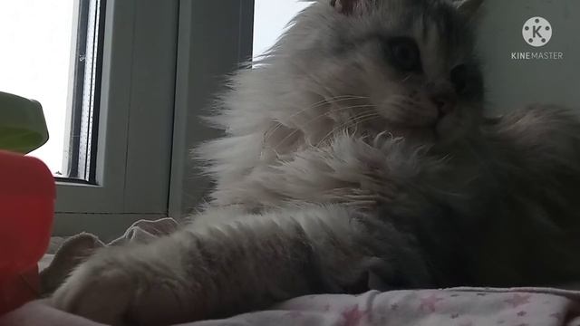 Мой кот Пончик в реальной жизни #1