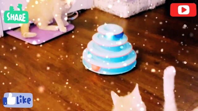 Twin Kittens Playing with Petstages Chase Meowtain Cat Toy! смотреть онлайн