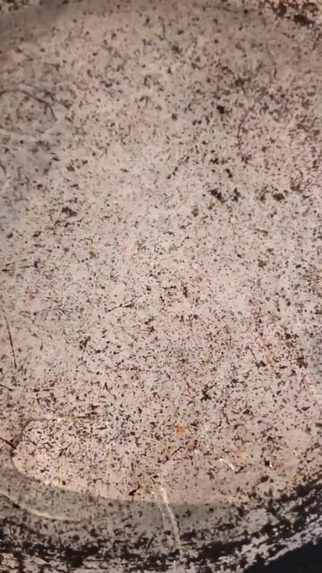 Манты на сковороде #shorts