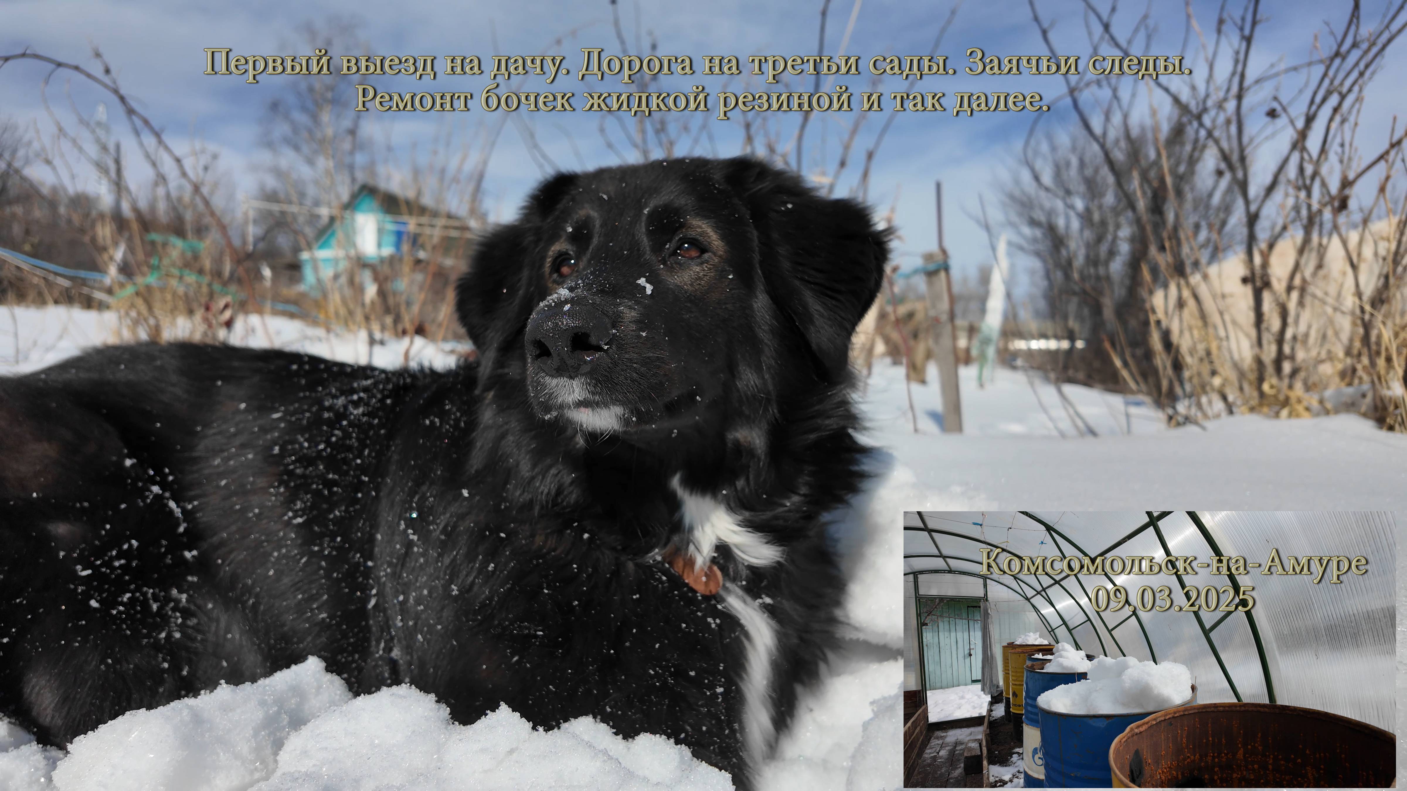 Первый выезд на дачу. Дорога на третьи сады. Заячьи следы. Ремонт бочек жидкой резиной и так далее. смотреть онлайн