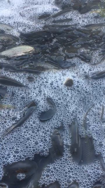 Белый амур годовик