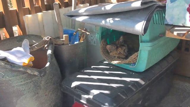 「まな板」干しても逆効果・・【猫と日本の庭】 смотреть онлайн