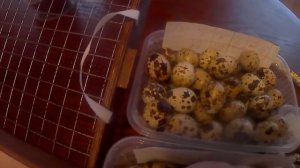 Подготовка и закладка перепелиных яиц в инкубатор (первая часть)! Ждите продолжения!
