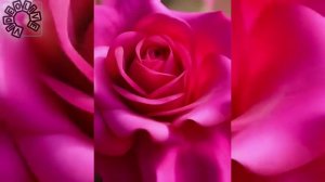 Сестре 8 марта. (SV)