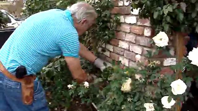 How to Prune a Hybrid Tea Rose Bush in the Winter смотреть онлайн