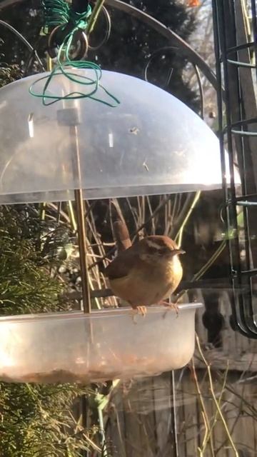 Крапивник смотреть онлайн