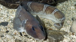 РР4 море 215 яма, Ликод Эсмарка (67 серия) Всех Женщин с праздником!