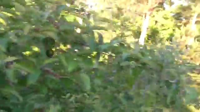 Everybody's Got a Frankentree смотреть онлайн