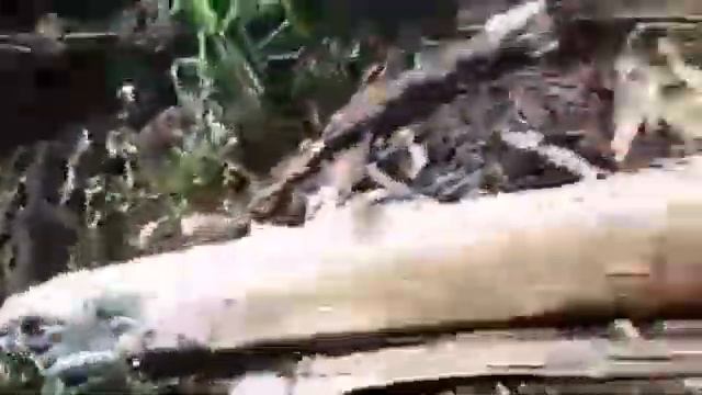 Филиппины - строим домик на ферме. Покупка трайцикла ... смотреть онлайн