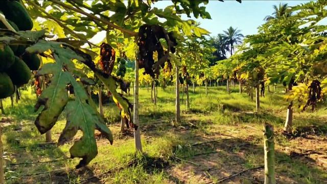 Farm House in mundra | papaya, dragon fruit, lemon | Real Estate VLOG смотреть онлайн