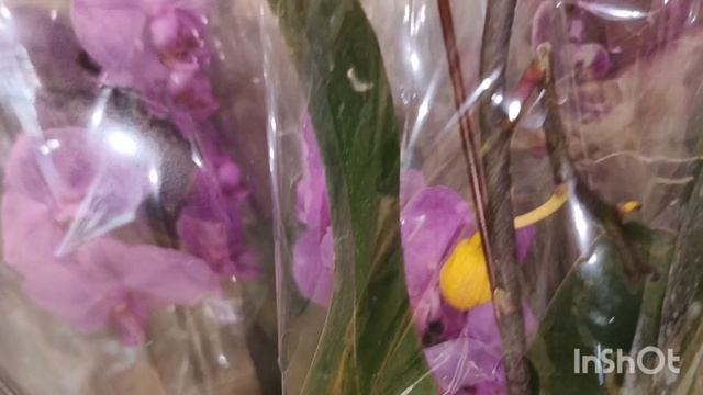 Орхидеи в Бауцентре/09.03.25/ смотреть онлайн