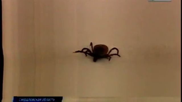 Россия 1 16 04 2019 20 44 Клещи смотреть онлайн