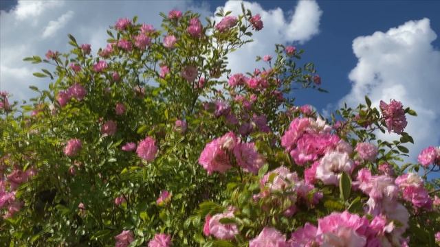 Вальс цветов смотреть онлайн