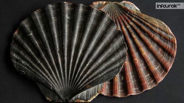18. Тип Моллюски. Класс Двустворчатые моллюски смотреть онлайн