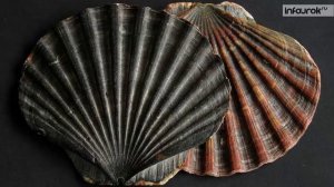 18. Тип Моллюски. Класс Двустворчатые моллюски