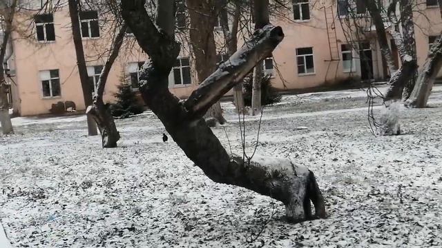 Деревья... А вы встречали такие?