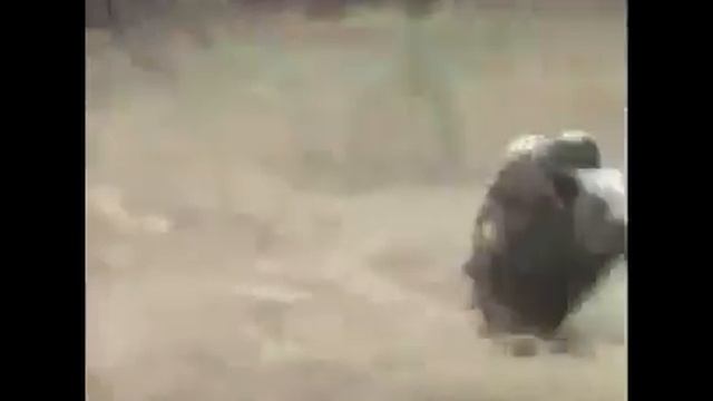 Неуловимые мстители! Обезьяны убегают на кабане! смотреть онлайн