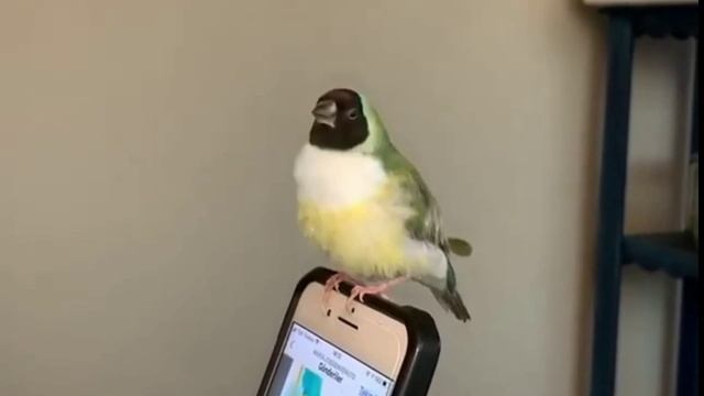 Mengenal Burung Gould Amadine Beserta Harga Jualnya смотреть онлайн