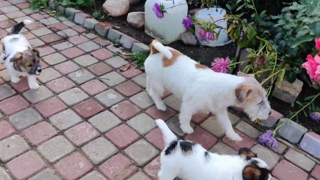 Щенки из питомника Азарт Погони, литера "Ц" смотреть онлайн