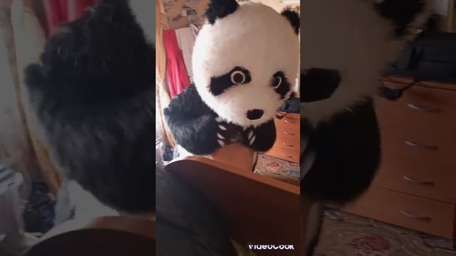 Пончик поздравил Давидика с Днём рождения!!! 😍🥰😘 смотреть онлайн