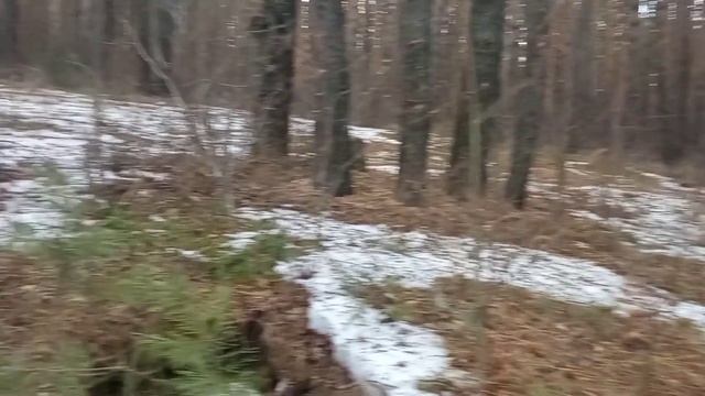 Атмосфера загадочного леса под песню 