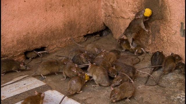 ЧЕМ ПРАВИЛЬНО И НЕПРАВИЛЬНО КОРМИТЬ ГОЛУБЕЙ НА УЛИЦЕ смотреть онлайн