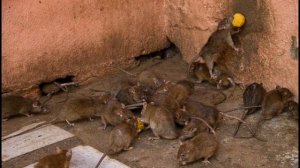 ЧЕМ ПРАВИЛЬНО И НЕПРАВИЛЬНО КОРМИТЬ ГОЛУБЕЙ НА УЛИЦЕ