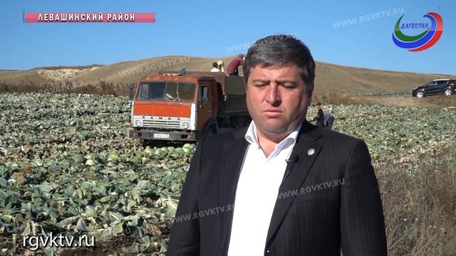 В Левашинском районе в этом году - рекордный урожай капусты