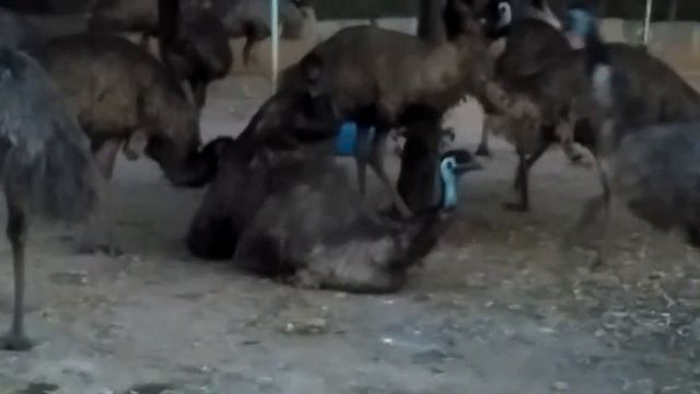 Emu meeting смотреть онлайн
