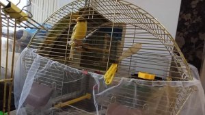 канарейка. уникальное канарейка девочка которая поет