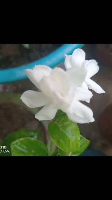 photography of my garden #shorts смотреть онлайн
