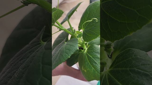 ТАКИХ ТОМАТОВ У МЕНЯ ЕЩЕ ТОЧНО НЕ БЫЛО!😳 смотреть онлайн