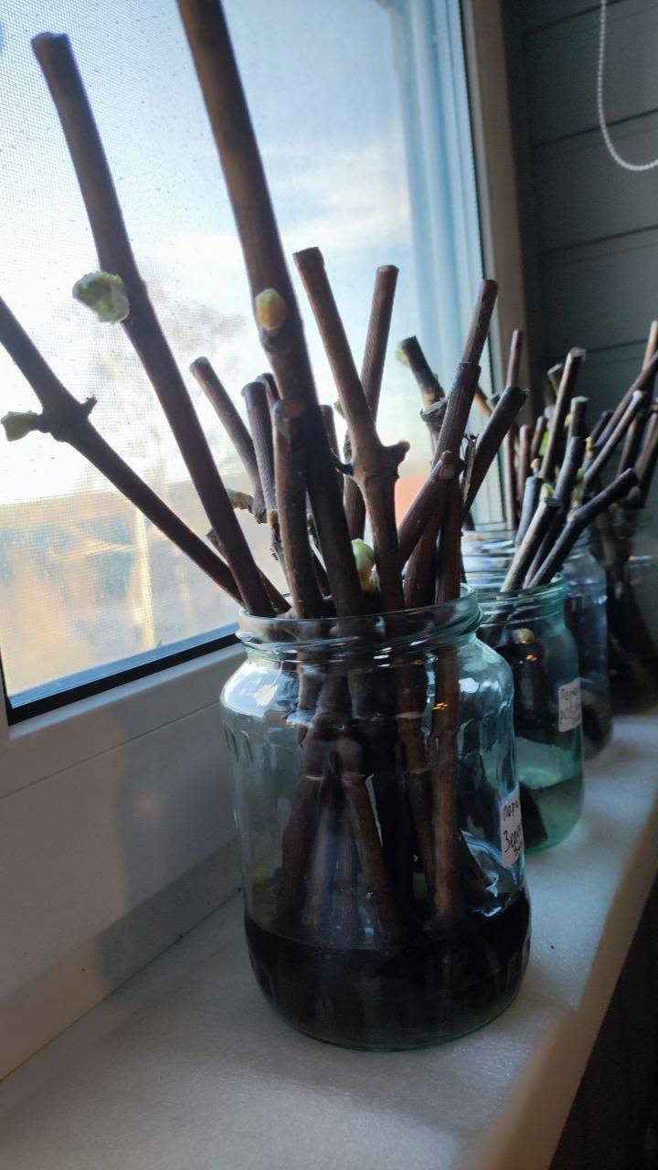 Проращивание черенков винограда. День девятый смотреть онлайн