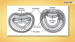 59. Доказательства эволюции животного мира