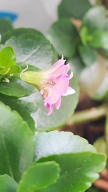 С Весной! смотреть онлайн