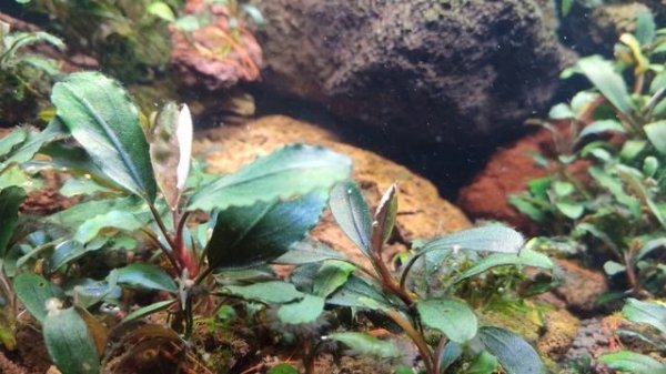 Обзор аквариумов! Проблемы с балансом в 100 литровом аквариуме! Растворяются буцефаландры!