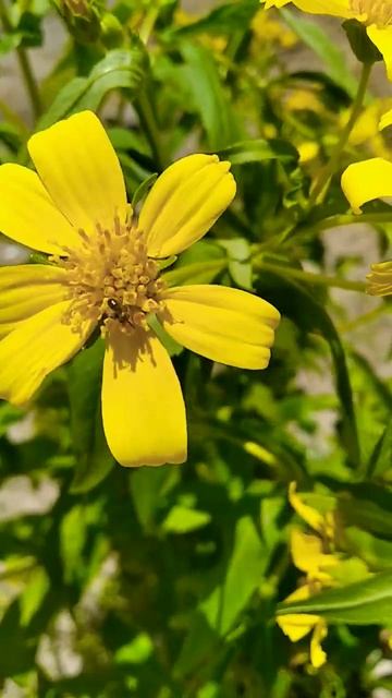 pollination/Brazilian native bee 2 🐝🐝🐝 смотреть онлайн