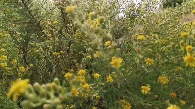 УЮТНЫЙ ВЛОГ. Жизнь на СЕВЕРНОМ КИПРЕ. Утро. Рутина. Рецепт: Куриные желудки. смотреть онлайн