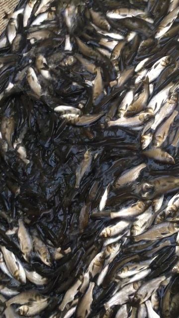 Толстолобик