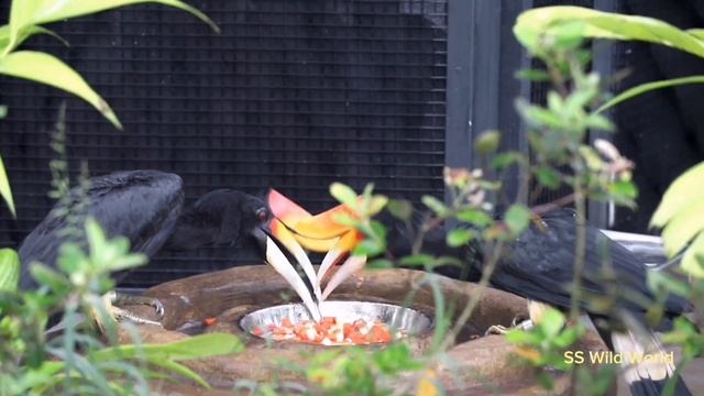 Rhinoceros Hornbill at Bird Paradise смотреть онлайн