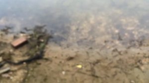 Мы на природе новые пончики купаемся и отдыхаем!!!