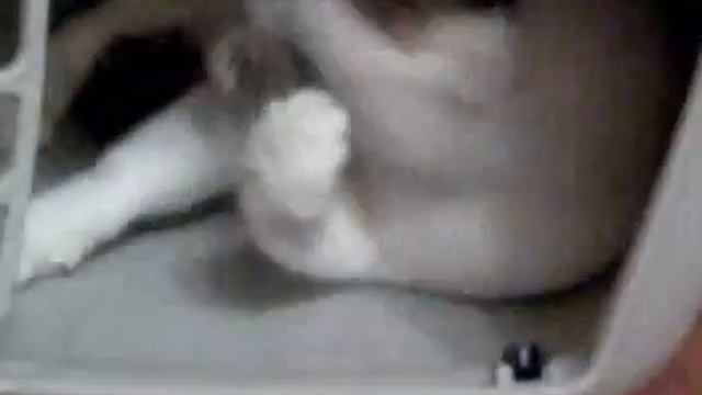 Пьяный в клетке;)