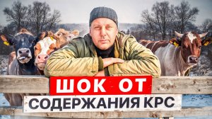 ШОКИРУЮЩЕЕ признание: разочарован ли я в КРС и что будет дальше?! 🐮😱